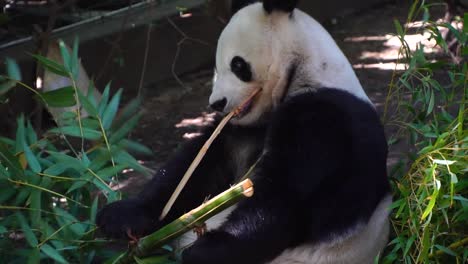 Panda-Comiendo-Bambú-En-El-Zoológico-De-San-Diegos