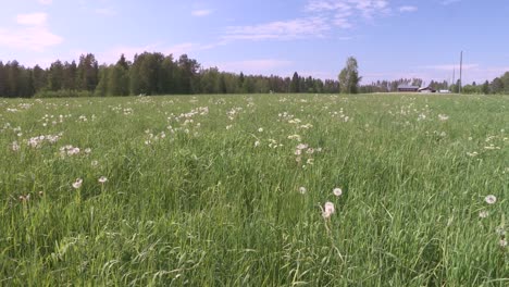 Pan-shot-of-meadow-in-southern-Finland