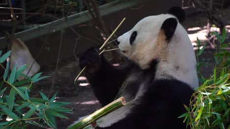 Oso-Panda-Comiendo-Bambú