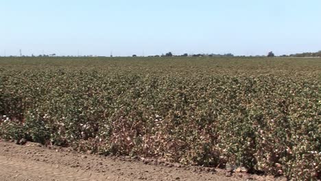 Pan-shot-of-cotton-field-in-California-USA