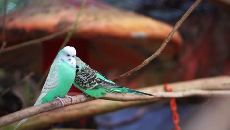A-Pair-Of-Cyan-Color-Lovebirds-Standing-On-The-Branch