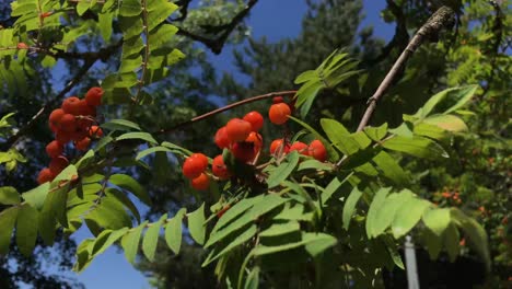 Small-red-berries-blow-on-a-tree-branch-in-the-wind-1