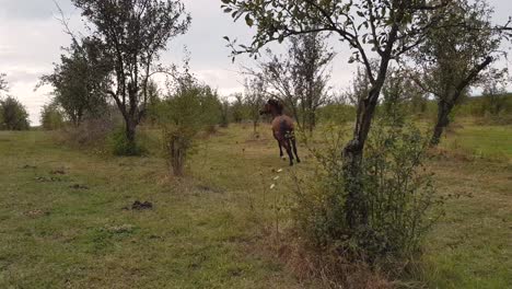 Young-horse-running-between-trees-in-plum-garden,-Omurtag,-Bulgaria---september-29th,-2018