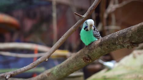 A-Cyan-Color-Lovebird-Standing-And-Itching-On-The-Branch
