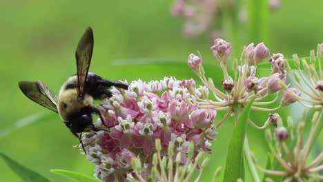 Biene-Sammelt-Pollen-Auf-Einer-Rosa-Blume-2