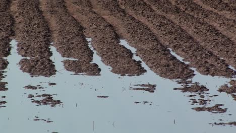 Close-up-of-flood-irrigation-in-California,-USA