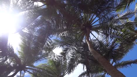 Palm-trees-moving-with-the-breeze-on-a-sunny-day