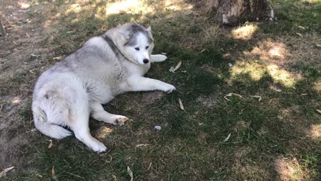 A-cute,-older-husky-relaxes-in-the-shade-in-a-fenced-in-yard,-looking-at-the-camera