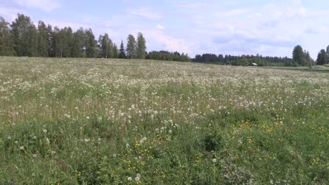 Meadow-with-blowballs-in-southern-Finland
