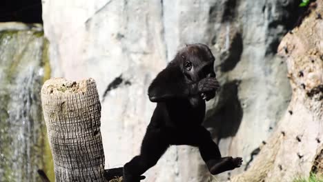 Amazing-footage-of-a-Baby-gorilla-playing-at-a-zoo