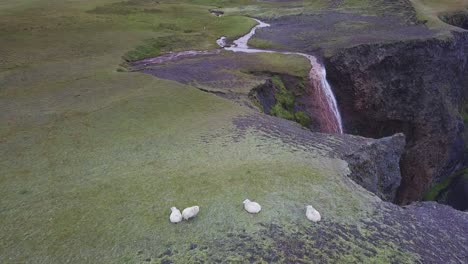 Ovejas-Al-Borde-De-Un-Acantilado-En-Islandia-Cerca-De-Una-Cascada
