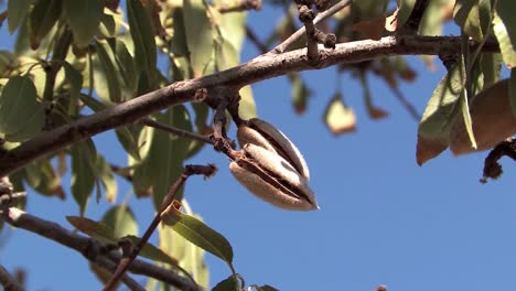 Close-up-of-almond-tree-in-Califonia,-USA