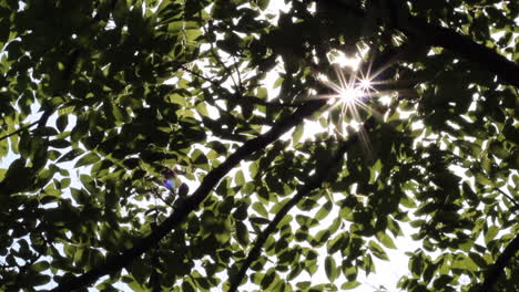 Sonnenstrahl,-Der-Durch-Bäume-Scheint