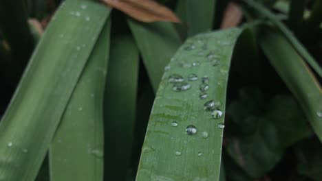 Small-dew-drops-on-dark-green-leaves-1