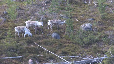 Reindeer-in-Sweden