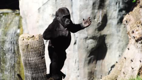 Baby-gorilla-hitting-his-chest.-Young-gorilla-playing