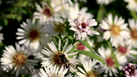 Bee-on-flowers-collecting-pollen-macro-closeup-10