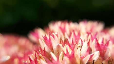 Macro-Close-Up-of-Pink-and-White-Garden-Flowers