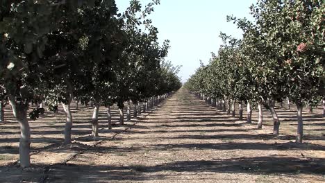 Row-of-Pistachio-trees-in-California,-USA