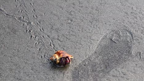 A-Hermit-Crab-walking-on-a-sea-beach-during-golden-hour