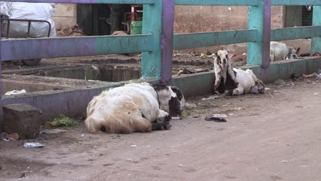 Cabras-En-La-Calle-De-Bangalore,-India