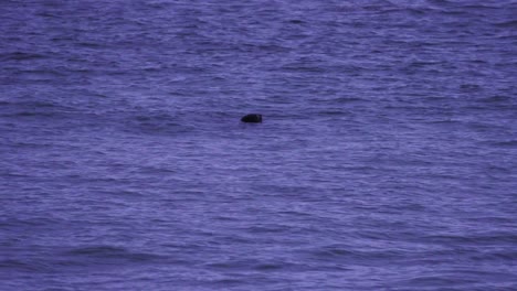 Ein-Erwachsener-Seehund-Hebt-Seinen-Kopf-Aus-Dem-Isländischen-Meer