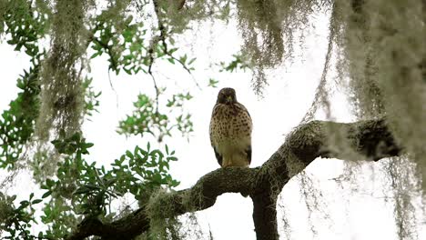 Front-view-of-Coopers-Hawk-sitting-in-Oak-tree-with-Spanish-Moss-dripping-around-it