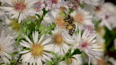 Bee-on-flowers-collecting-pollen-macro-closeup-19