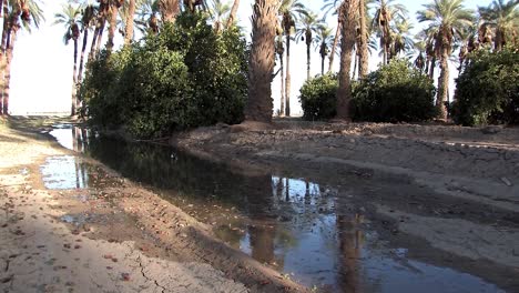 Pan-shot-of-artificial-oasis-in-Southern-California-with-different-layers-of-vegetation