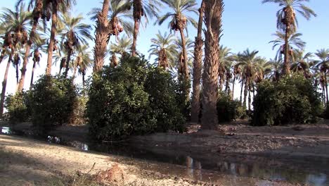 Pan-shot-of-artificial-oasis-in-Southern-California-with-different-layers-of-vegetation-1