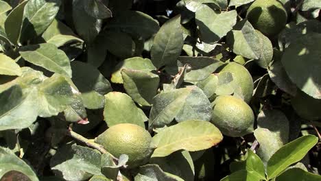 Limones-Verdes-Colgando-De-Un-Limonero-En-Una-Plantación-Cerca-De-Brawley-En-El-Sur-De-California,-Estados-Unidos