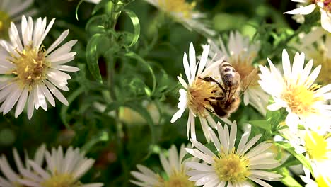 Bee-on-flowers-collecting-pollen-macro-closeup-7