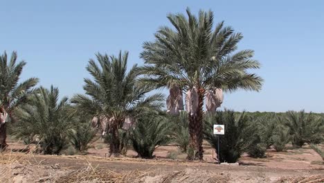 Palm-tree-plantation-in-California,-USA