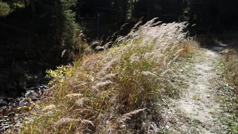 Tall-grass-blowing-in-wind-next-to-stream-and-trail