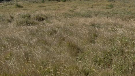 Dolly-shot-of-tall-grass-in-Colorado-meadow,-late-summer