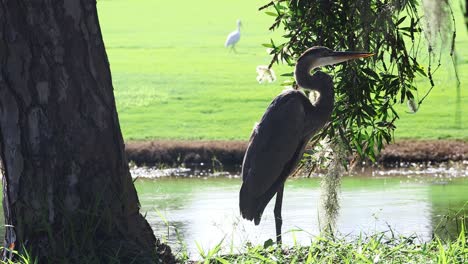 Large-Blue-Heron-stands-by-stream-with-small-white-egret-in-the-background-on-green-grass