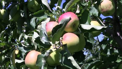 Manzanas-Maduras-En-Un-árbol,-Bodensee,-Alemania
