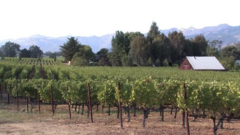 Vineyard-with-hut-in-Napa-Valley,-California,-USA