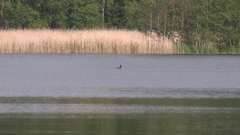 Lake-or-pond-in-Finland-with-duck
