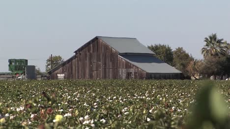 Barn-or-hut-in-a-cotton-field-in-California,-USA