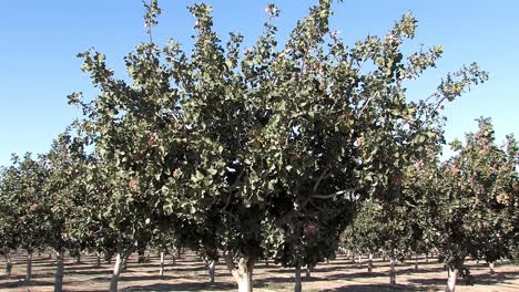 Pistachio-trees-in-California,-USA