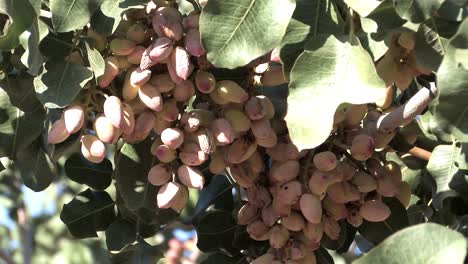 Pistachios-hanging-on-tree-in-California,-USA