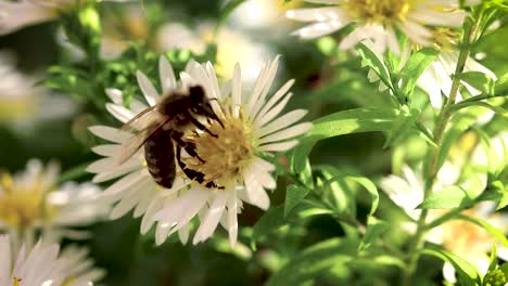 Bee-on-flowers-collecting-pollen-macro-closeup-17