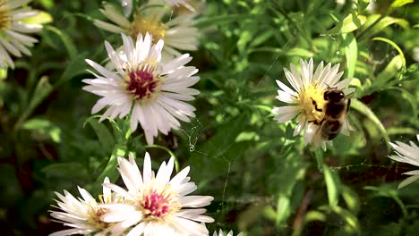 Bee-on-flowers-collecting-pollen-macro-closeup-15