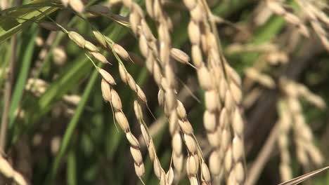 Close-up-of-rice-short-before-harvest,-California,-USA