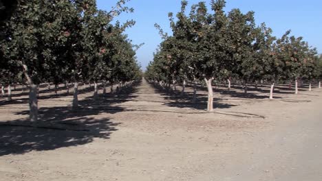 Pan-shot-of-pistachio-trees-in-California,-USA