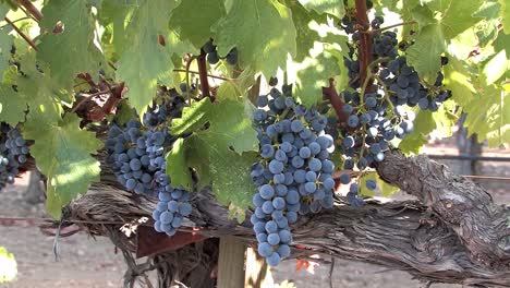 Bunch-of-red-wine-grapes-in-Napa-Valley-prior-to-harvest,-California,-USA