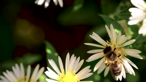 Biene-Auf-Blumen-Sammeln-Pollen-Makro-Nahaufnahme-11