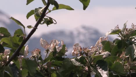 Manzana-Florece-En-Un-Fiordo-En-Noruega