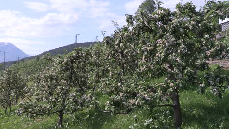 Apple-plantation-in-a-Fjord-in-Norway-1